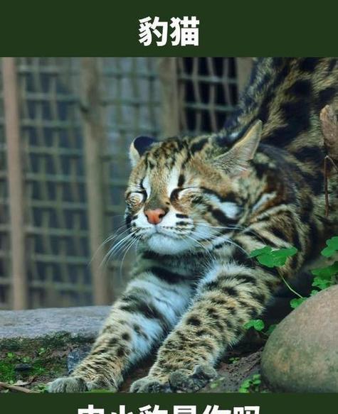东北山狸子是豹猫吗