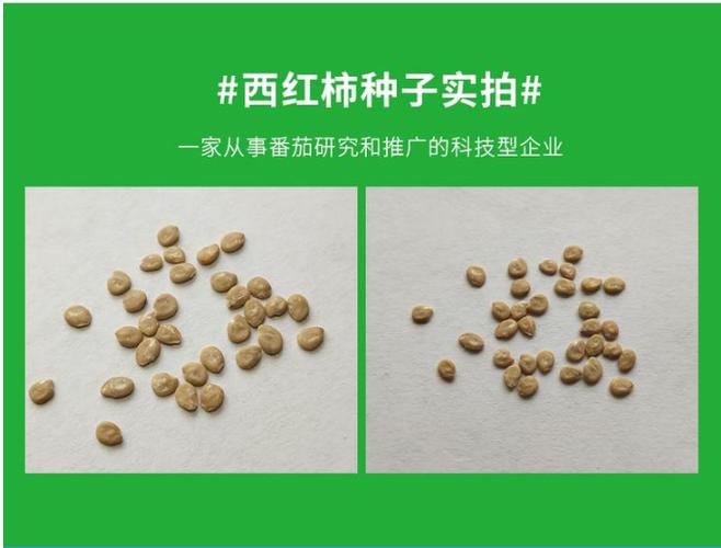 番茄籽是番茄的什么