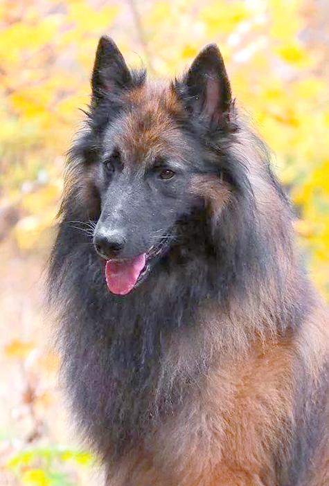 欧洲犬最难合成