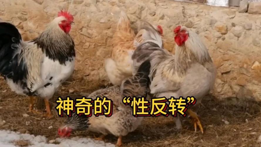 文字拍反后的变化过程图标