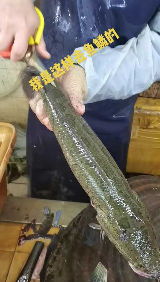 黑鱼有鱼鳞吗能吃吗