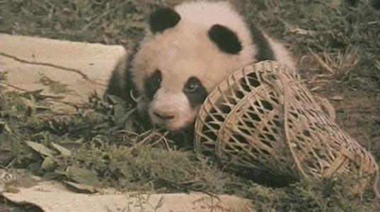 熊出没猫和老鼠