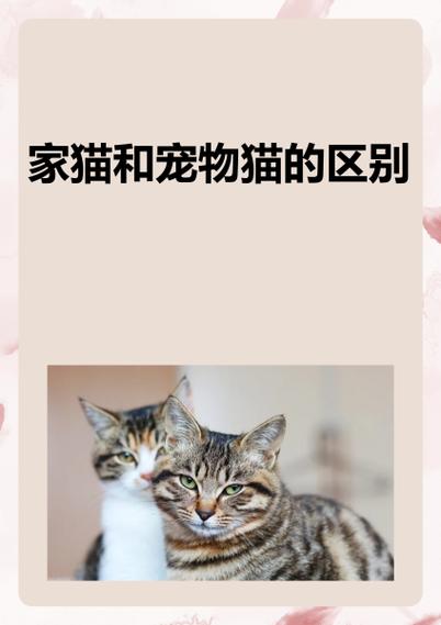 宠物猫十大排名截图