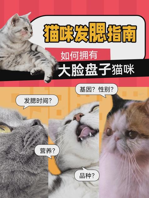 发腮的是公猫还是母猫图标