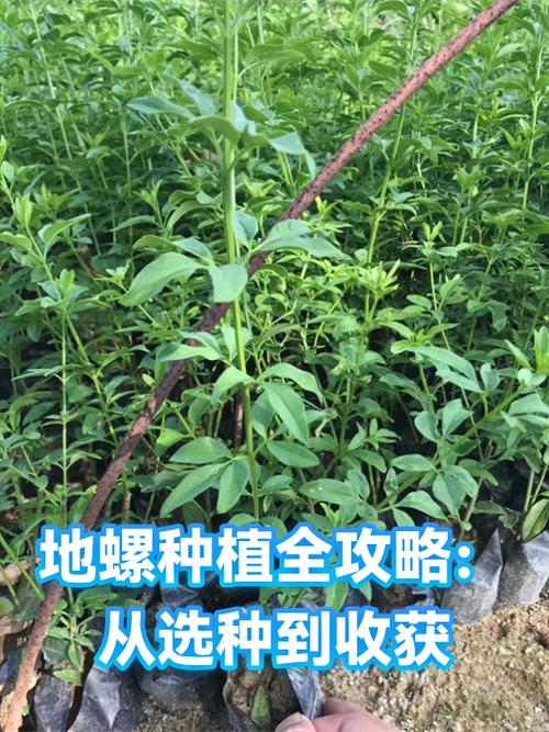 螺的种类