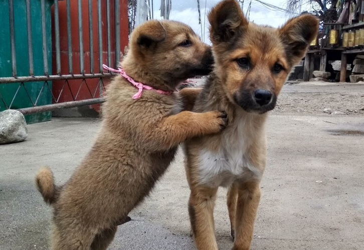 土狗聪明还是宠物狗聪明截图