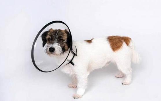 狗狗多大能带出去溜