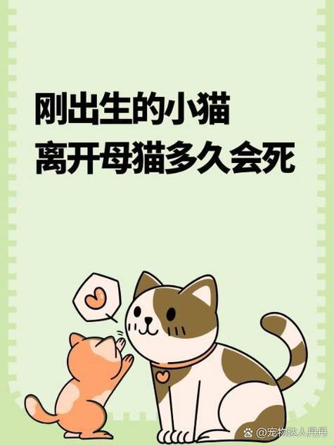 母猫失去小猫会找多久