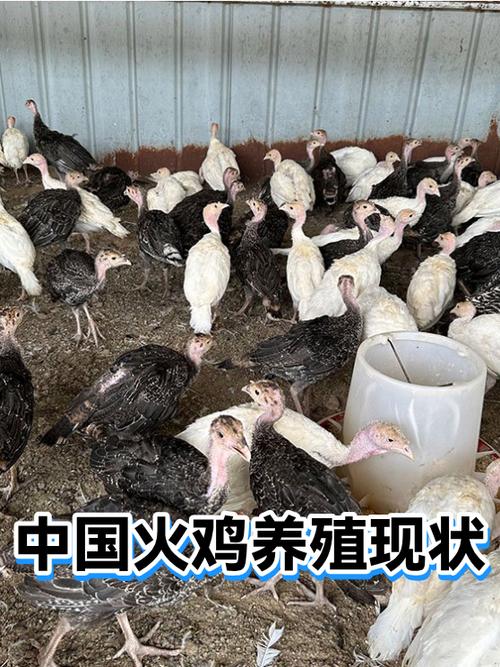 火鸡好养吗成活率高吗