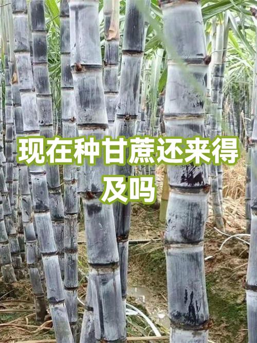 现在还有甘蔗吗