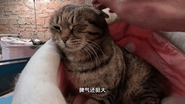 猫挠人表情包图标
