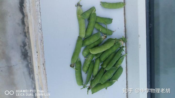 知乎历史版本豌豆荚