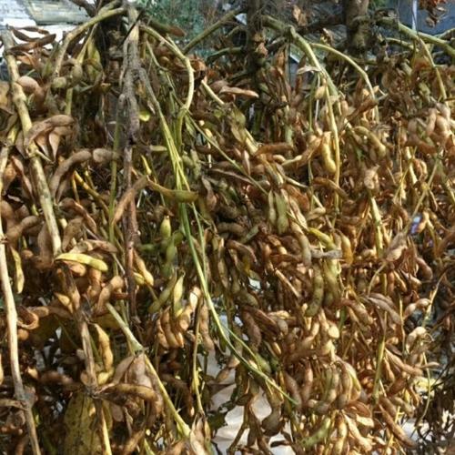 亩产1500斤大豆新品种