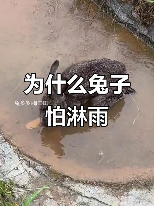 兔子身上湿然后就死了