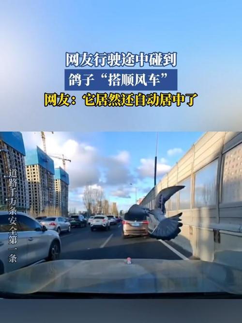 被顺风车司机放鸽子怎么处理
