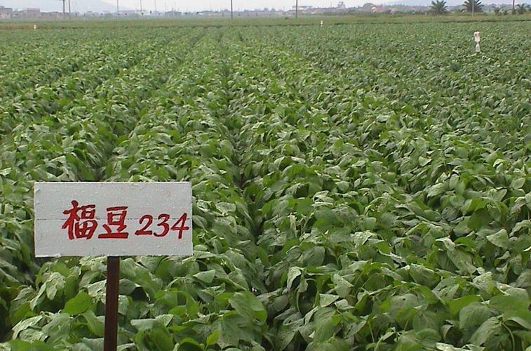 福豆234