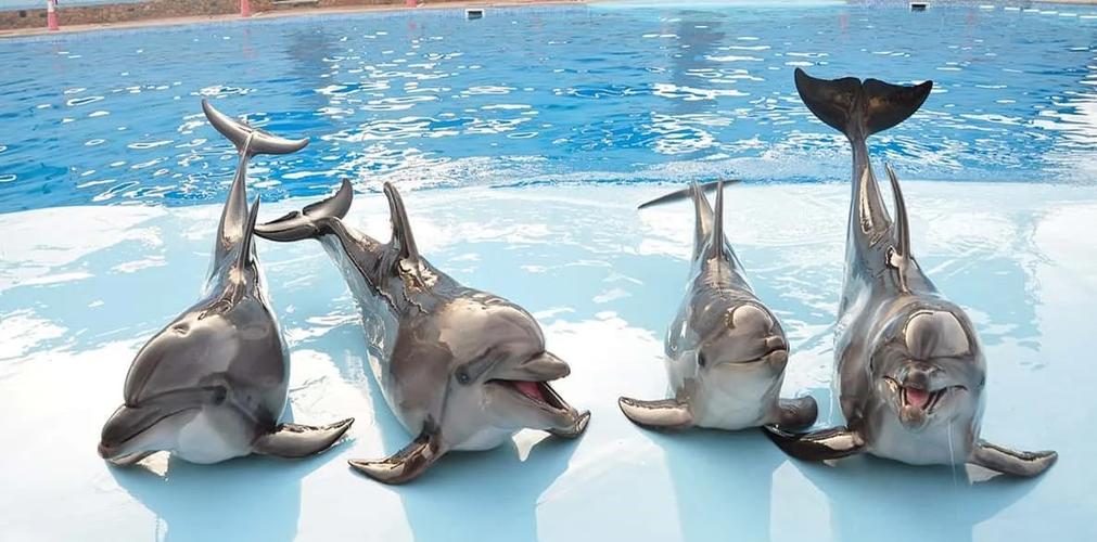 海豚生产视频截图