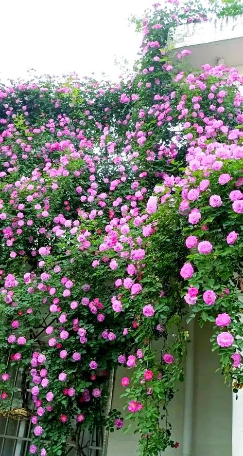 院子里种墙薇好吗