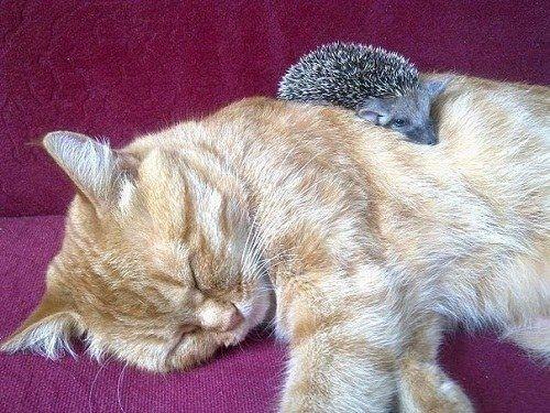 刺猬猫每周500代币缩略图