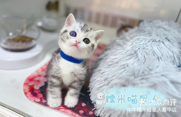 美短加白品相标准