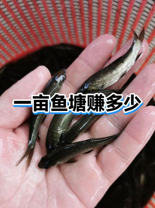 15亩鱼塘一年能挣多少截图
