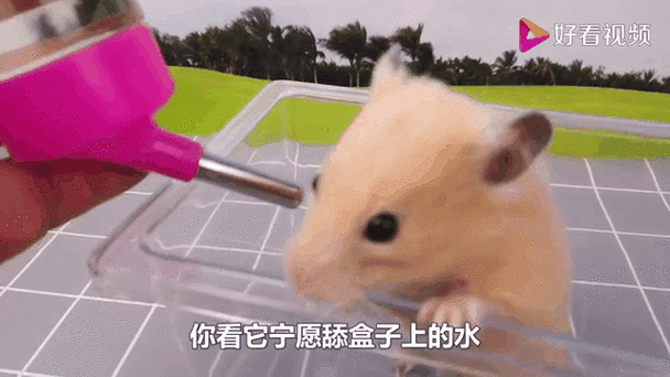 仓鼠沾了点水有事吗