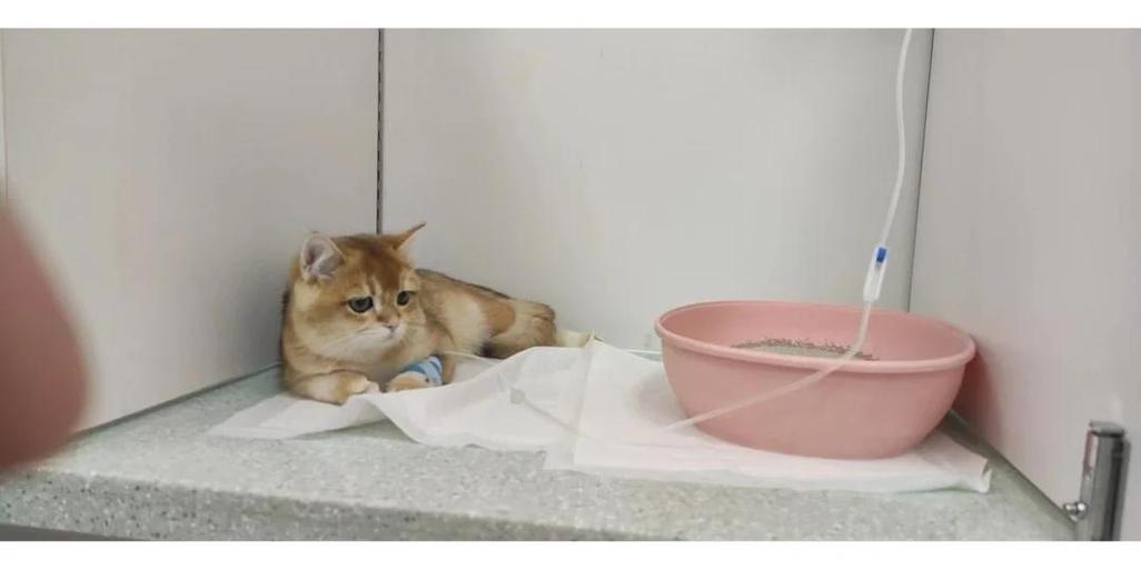猫腿上有凸起的硬块