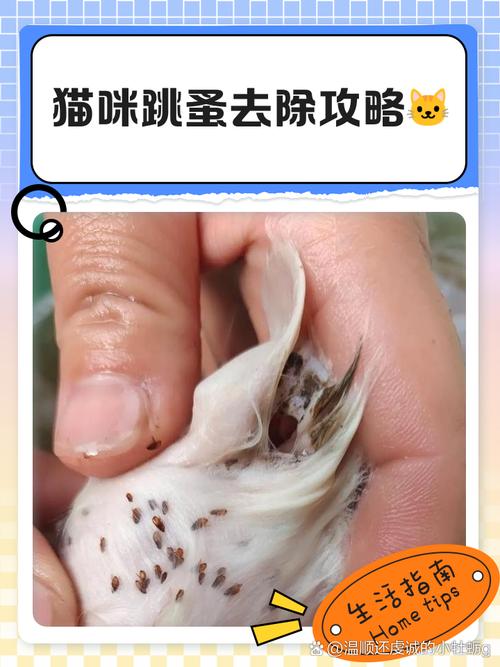 资源猫耗子修改