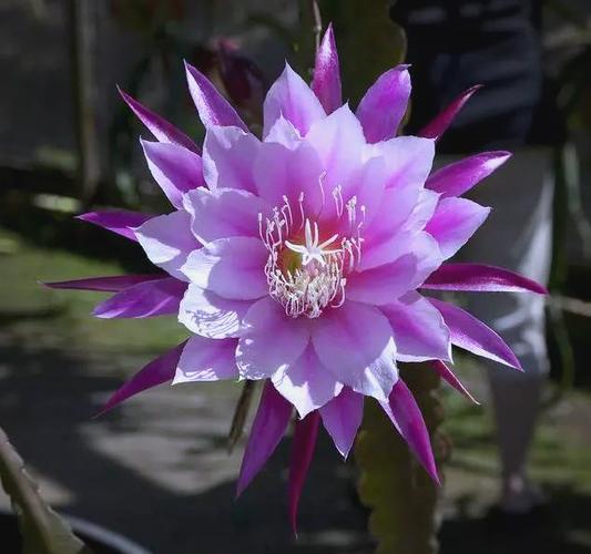 昙花开放的顺序