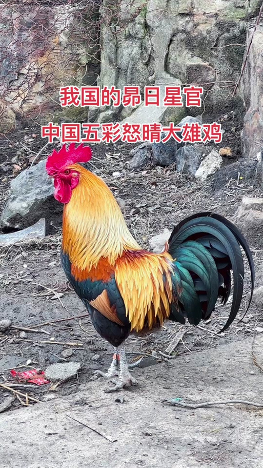 五彩公鸡最正宗的品种