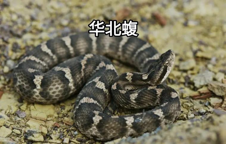 蛇爬是crawl还是creep