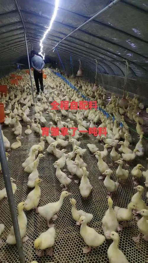怎么养鹅赚钱截图