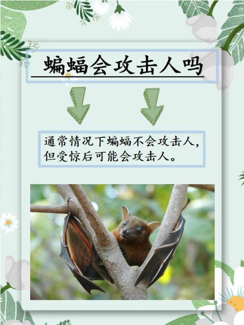 蝙蝠毒性有多强