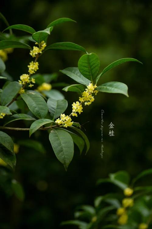 金桂的花语和寓意图标