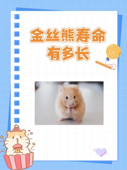 纯银金丝熊能活多久