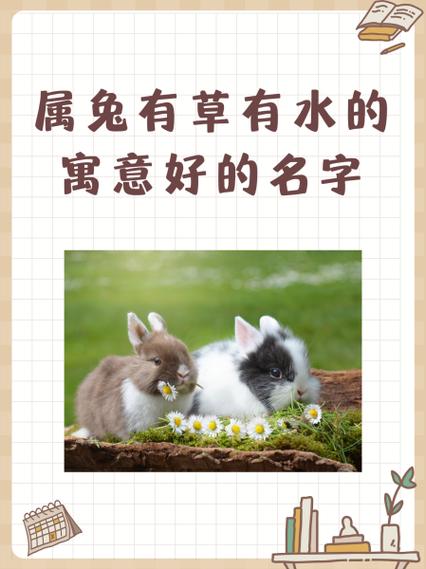 属兔人适合取的公司名