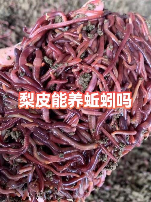 小蚯蚓软件
