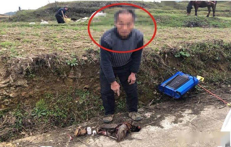 钢珠为什么打不死野鸡