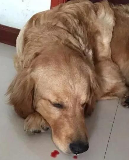 狗狗上火会流鼻血吗