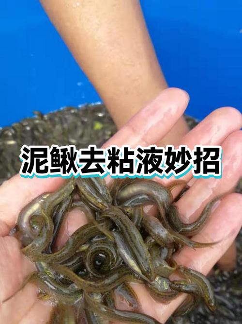 泥鳅不去粘液能吃吗
