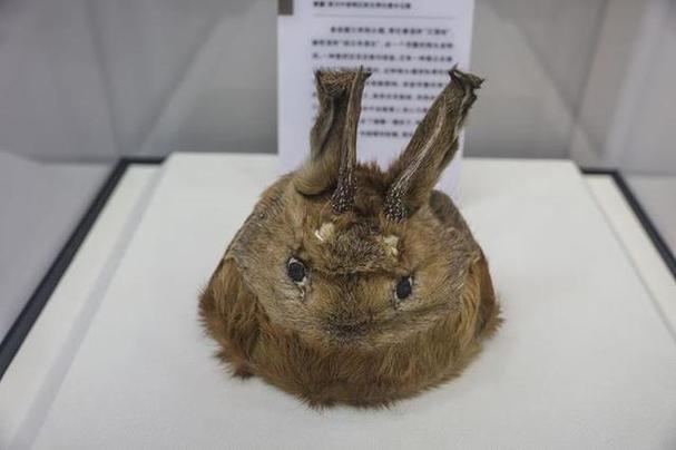 狩猎时代