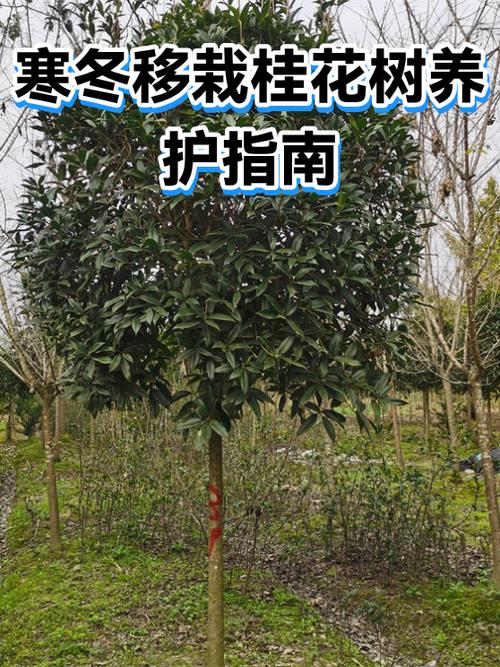 桂花树的移栽方法和注意事项截图