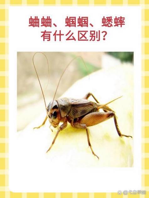 夜晚蛐蛐叫的民间说法缩略图