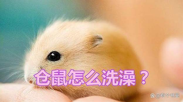 仓鼠能用水洗澡吗