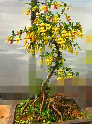 金雀花图片