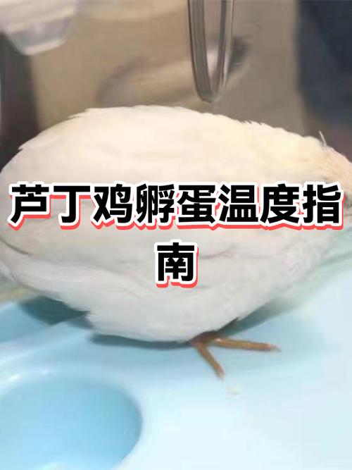 心金孵蛋在哪儿