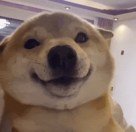 柴犬犯贱表情截图