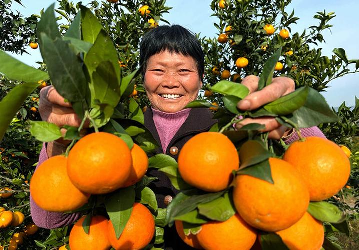 果园种树领红包游戏截图