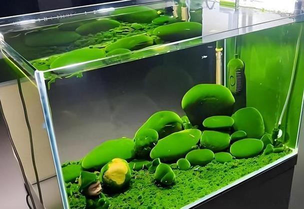 鱼缸水变绿的原因截图