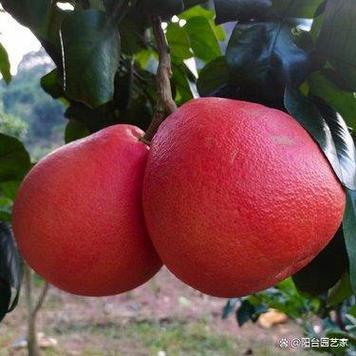 泰国红柚适合什么地方种植截图